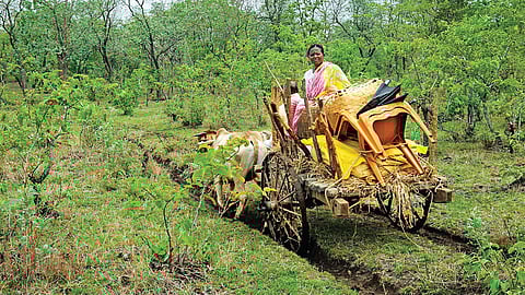 மகாராஷ்டிரத்தின் தடோபா புலி சரணாலயத்தின் நவேகாவ்வில் ஒரு இடப்பெயர்வு |&nbsp;படங்கள்: செந்தில்குமரன் |