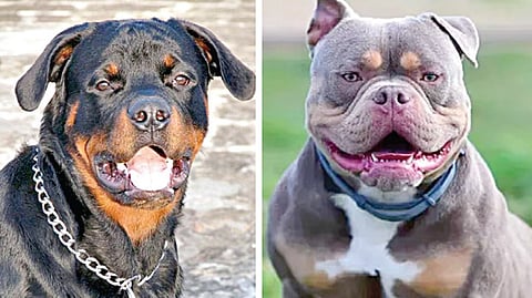 சென்னையில் பிட்புல், ராட்வீலர் நாய் இனங்களை புதிதாக வளர்க்க தடை: மீறினால் ரூ.1 லட்சம் அபராதம்