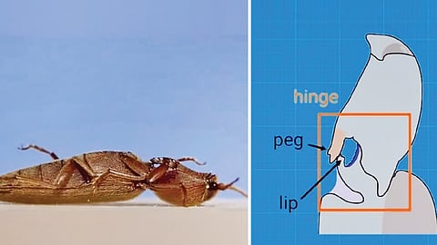 ரோபாட்டிக்ஸுக்கு உதவும் கிளிக் வண்டு | இயற்கையல் அறிவியல் 11