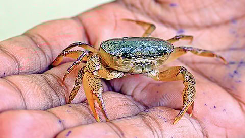 சிறிய நண்டு