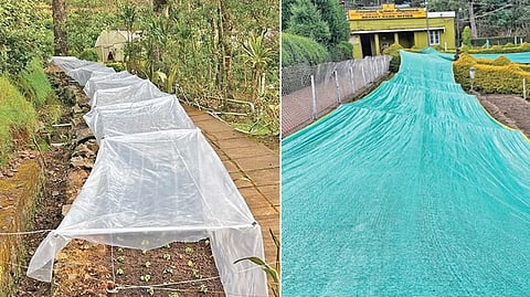 கொடைக்கானலில் பனியின் தாக்கம் அதிகரிப்பு: பிரையன்ட் பூங்காவில் மலர் செடிகளை பாதுகாக்க நிழல் வலை