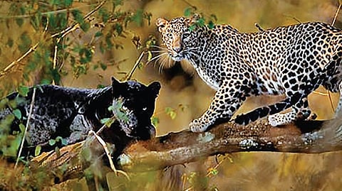 கிளியோபாட்ராவும் சாயாவும் | வரலாறு முக்கியம் மக்களே! - 30