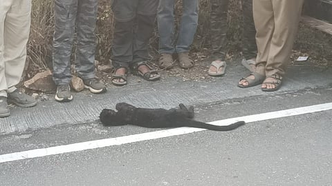 கோவை அருகே மீட்கப்பட்ட கருஞ்சிறுத்தை குட்டி உயிரிழப்பு