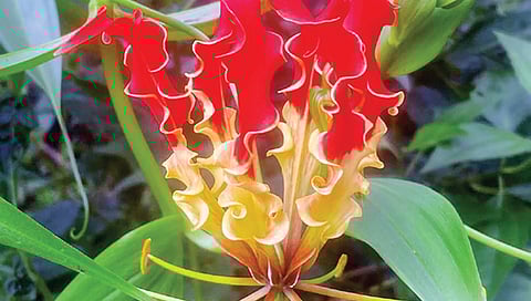 சிவப்புப் பேரொளி | ஆயிரம் மலர்களே மலருங்கள் 16