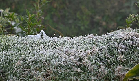 நீலகிரியில் உறைபனி&nbsp;&nbsp;