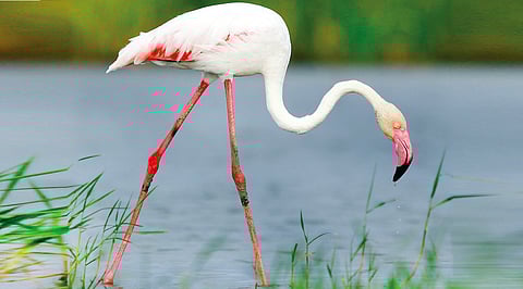 பெரிய பூநாரை |&nbsp;ஒளிப்படம்: பாரத் வித்யாஸ் |