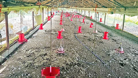 திருப்பூர் அருகே அல்லாளபுரத்தில் கறிக்கோழி உற்பத்தியாளர்கள் போராட்டத் தால் கோழிகள் இல்லாமல் காணப்பட்ட பண்ணை.