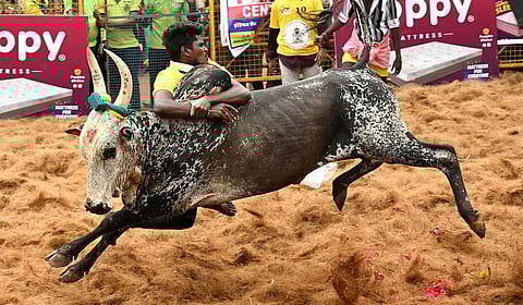 ஜல்லிக்கட்டு -&nbsp;கோப்புப் படம்&nbsp;