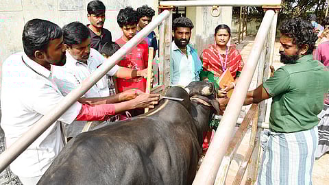 அவனியாபுரத்தில் ஜல்லிக்கட்டு காளைகளுக்கான மருத்துவப் பரிசோதனை மேற்கொண்ட கால்நடை மருத்துவர்கள். | படம்: எஸ்.கிருஷ்ணமூர்த்தி |