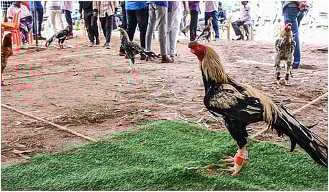 படம் : நா. தங்கரத்தினம்.