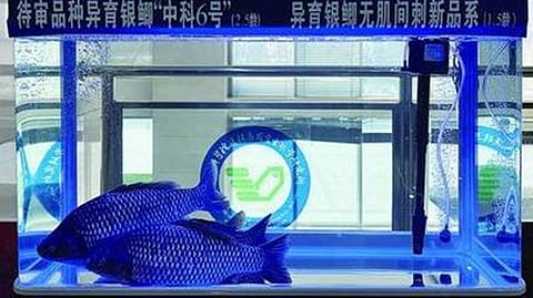 மரபணு மாற்றம் மூலம் முள் இல்லாத மீன்: சீன விஞ்ஞானிகள் அசத்தல்