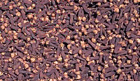 அமெரிக்காவின் தடையால் கிராம்பு விலை வீழ்ச்சி