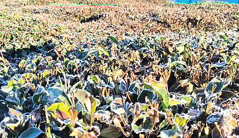 ஊட்டியில் உறைபனித் தாக்கத்தால் கருகியுள்ள தேயிலைச் செடிகள்.