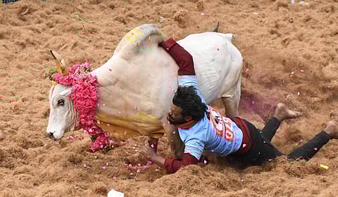 ஜல்லிக்கட்டு