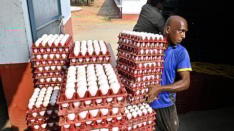 நாமக்கல்லில் முட்டை விலை 40 பைசா சரிவு - கேரளாவில் பறவைக் காய்ச்சல் பாதிப்பு தாக்கம்