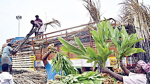 பொங்கல் பண்டிகையை முன்னிட்டு, சென்னை கோயம்பேடு சிறப்பு சந்தையில், விற்பனைக்காக வைக்கப்பட்டுள்ள கரும்பு, மஞ்சள்.| படம்: ம.பிரபு |