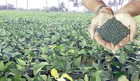 சிதம்பர (ரகசியம்) உளுந்து: புவிசார் குறியீடு கிடைக்குமா?