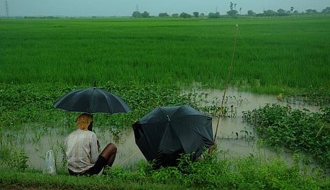 டெல்டா மாவட்டங்களில் பரவலாக மழை: சம்பா நெல் அறுவடை பாதிப்பால் விவசாயிகள் கவலை