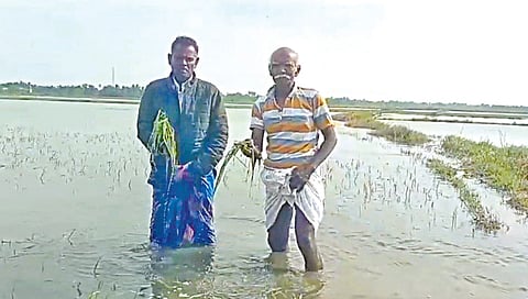 நாகை அரு​கே​யுள்ள மகிழி கிராமத்​தில் மழைநீரில் மூழ்​கி​உள்ள தாளடி பயிரை காண்​பிக்​கும் விவ​சா​யிகள்.