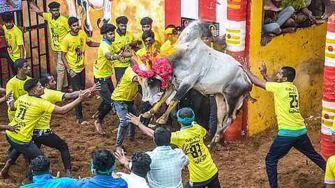 திருச்சி பெரிய சூரியூர் ஜல்லிக்கட்டு தெறிப்புத் தருணங்கள்!