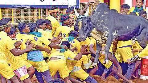 மதுரை பாலமேடு வாடிவாசலில் இருந்து துள்ளிக்குதித்து வெளியேறிய காளை. 