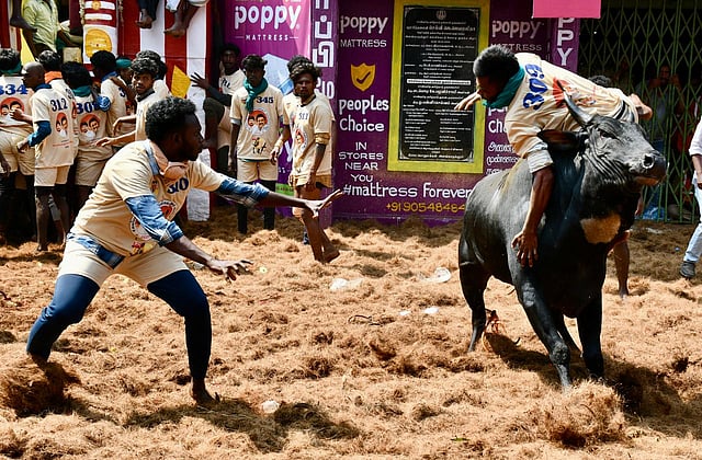 <div class="paragraphs"><p>சில காளைகள் வீரர்களை பக்கத்தில் நெருங்க விடாமல் பாய்ந்து சென்றன. முரட்டுக் காளைகளை வீரர்களை தூக்கி வீசி பந்தாடின. </p></div>