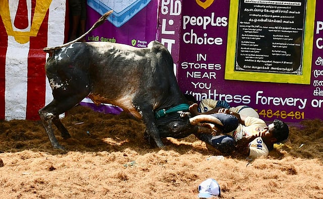 <div class="paragraphs"><p>ஆக்ரோஷமாக சீறிப் பாய்ந்த காளைகளை மாடுபிடி வீரர்கள் திமிலை பிடித்து லாவகமாக அடக்கினர்.</p></div>