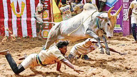 வீரர்களுக்கு பிடிகொடுக்காமல் துள்ளிச் செல்லும் காளை. | படங்கள்: எஸ்.கிருஷ்ணமூர்த்தி, நா.தங்கரத்தினம்