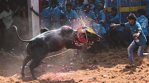 சேலம்: கூலமேடு ஜல்​லிக்​கட்​டு போட்டியில் காளை​களை அடக்​கிய இளைஞர்​கள்!