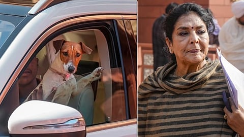 நாடாளுமன்றத்துக்குள் செல்ல பிராணிகளுக்கு அனுமதி இல்லை