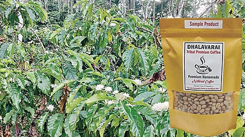 தாளவரை காபி தூளுக்கு தனி பிராண்ட்: பழங்குடி இளைஞரின் மகத்தான சாதனை