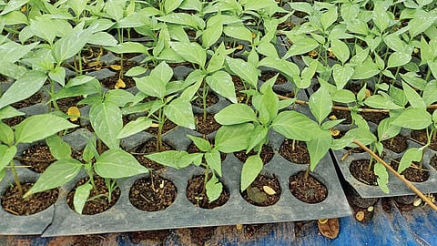 குழித்தட்டுல நாற்று உற்பத்தி: லட்சக் கணக்குல வியாபாரம்