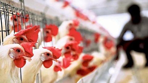 கறிக்கோழி வளர்ப்புப் பிரச்சினைக்கு தீர்வு காண தொழில்நுட்பக் குழு அமைப்பு