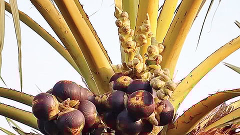 பனை எனும் புதையல் | ஆயிரம் மலர்களே மலருங்கள் 17