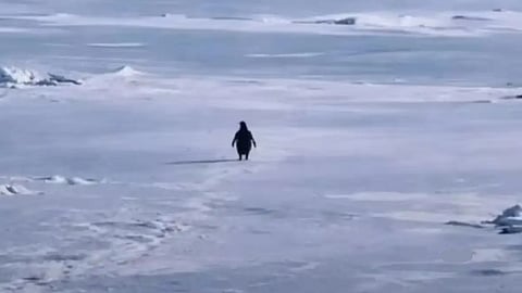 உலகையே திரும்பிப் பார்க்க வைத்த ஒற்றை பென்குயின்