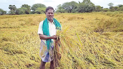 கானூரில் அறுவடைக்கு தயார் நிலையில் உள்ள சம்பா பயிர்கள் மழையால் சாய்ந்துள்ளதை காட்டும் விவசாயி.