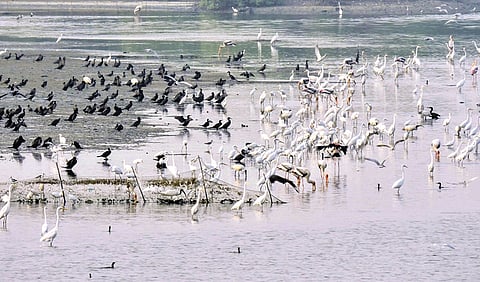 சதுப்புநிலத்தை அழித்து நீர்த்தேக்கம் தேவையா?