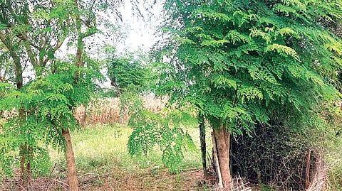 ஆடு வளர்க்​க​னு​மா...? - முதலில் முருங்கை மரம் வளருங்​க...