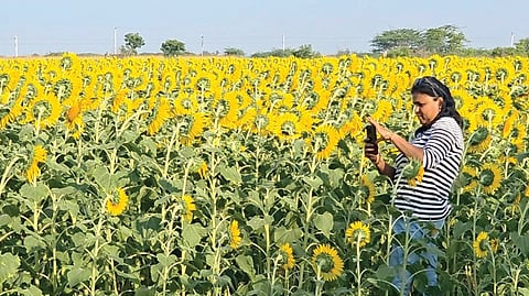 சூரியகாந்தி தோட்டத்தில் புகைப்படம் எடுத்த இளம்பெண்.