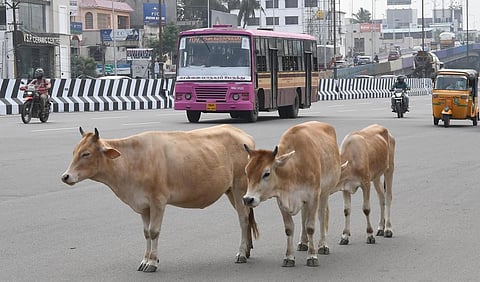 மாடு வளர்ப்பை முறைப்படுத்த மைக்ரோசிப் பொருத்தம்: மாநகராட்சி மன்ற கூட்டத்தில் தீர்மானம்