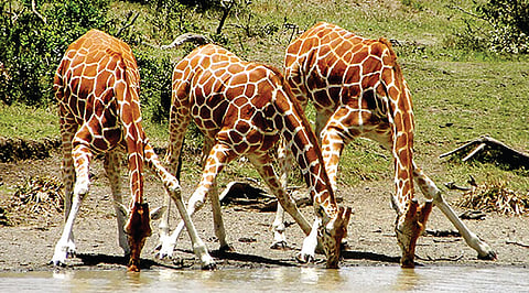 ஒட்டகச்சிவிங்கி எவ்வாறு தண்ணீர் குடிக்கிறது? | இயற்கையில் அறிவியல் 17