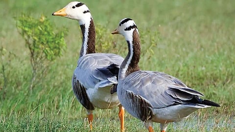 பட்டைத்தலை வாத்துகள். |படங்கள்: வினோபா கார்த்திக் |