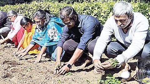 குன்னூர் சிம்ஸ் பூங்காவில் கோடை சீசனுக்கான மலர் நாற்றுகள் நடவுப் பணியில் ஈடுபட்ட தொழிலாளர்கள்.