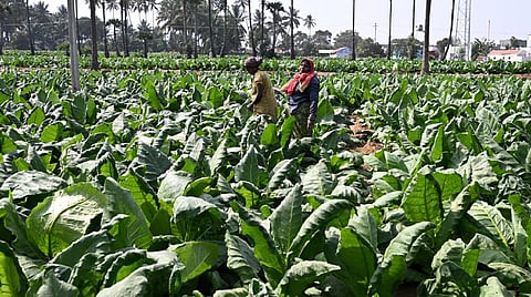 மத்திய பட்ஜெட் 2026: வர்த்தகர்கள் மகிழ்ச்சி... விவசாயிகள் ஏமாற்றம் ஏன்?