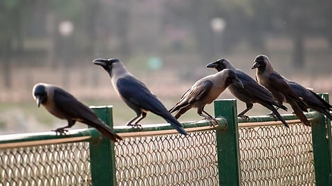 சென்னையில் பறவைக் காய்ச்சல் உஷார்: இறந்த காகங்களை கையால் தொடக்கூடாது