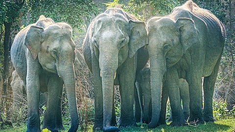 பேருயிராக  மாறியதன் பரிணாமப் பயணம் | காடு என்ன சொல்கிறது? - 10