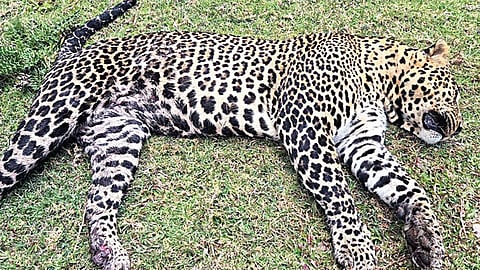 மஞ்சக்கொம்பை பகுதியில் உயிரிழந்து கிடந்த சிறுத்தை.