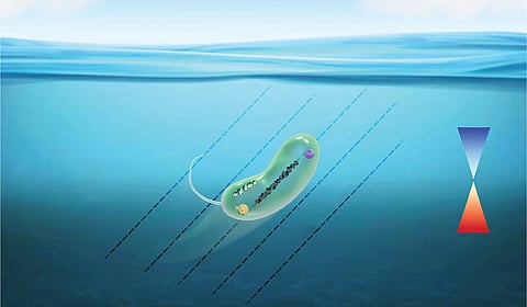 புவி காந்தப்புலத்தைப் பயன்படுத்தும் பாக்டீரியா | இயற்கையில் அறிவியல் 18