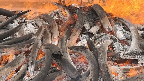 திருட்டு வழக்குகளில் பறிமுதல் செய்யப்பட்ட யானை தந்தங்களின் பாகங்கள் ஐகோர்ட் உத்தரவுப்படி எரிப்பு