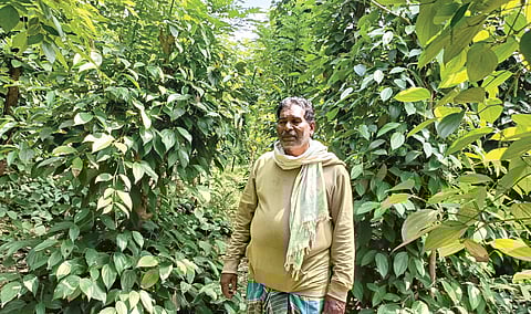 மிளகு சாகுபடியில் வழிகாட்டும் புதுக்கோட்டை பாலுசாமி